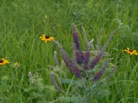 Great Design Plant: Amorpha Canascens