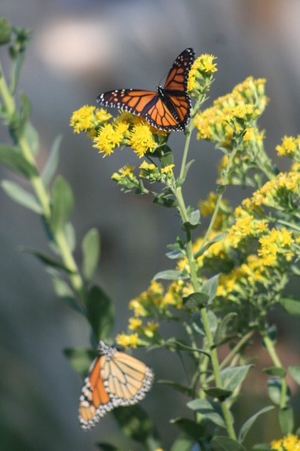 Landscape by Benjamin Vogt / Monarch Gardens