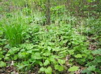 Great Design Plant: Mitella Diphylla Provides Snowflakes in Spring