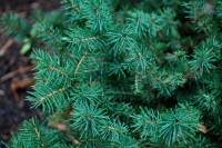 Great Design Plant: Picea Abies ‘Nidiformis’