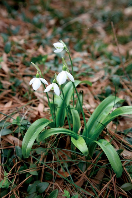 Landscape by Brent and Becky's Bulbs