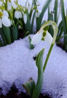 Great Design Plant: Snowdrops Offer a Spring Peek