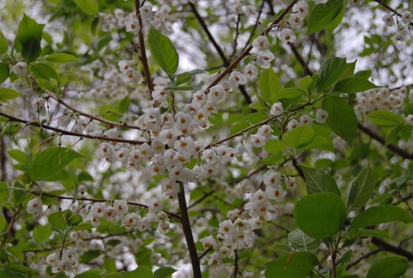 Landscape Halesia