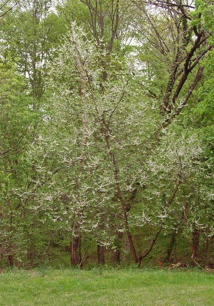 Landscape Halesia