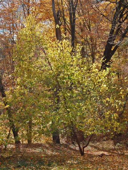 Landscape Halesia