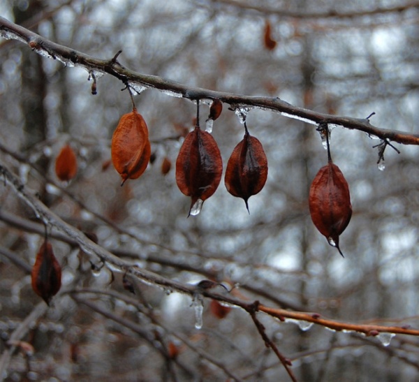 Landscape Halesia