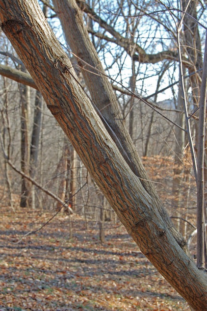 Landscape Halesia