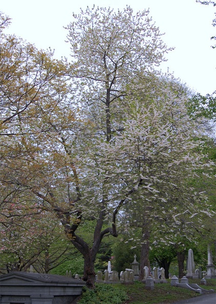 Landscape Halesia