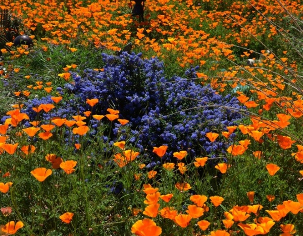 Landscape by Pete Veilleux, East Bay Wilds