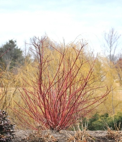 Landscape by U. of Maryland Arboretum & Botanical Garden