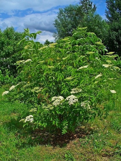 Landscape American Elderberry