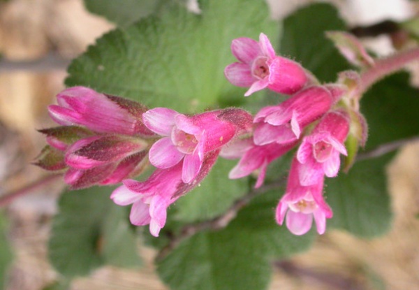 Landscape Ribes malvaceum