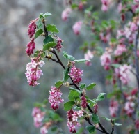 Great Design Plant: Ribes Malvaceum