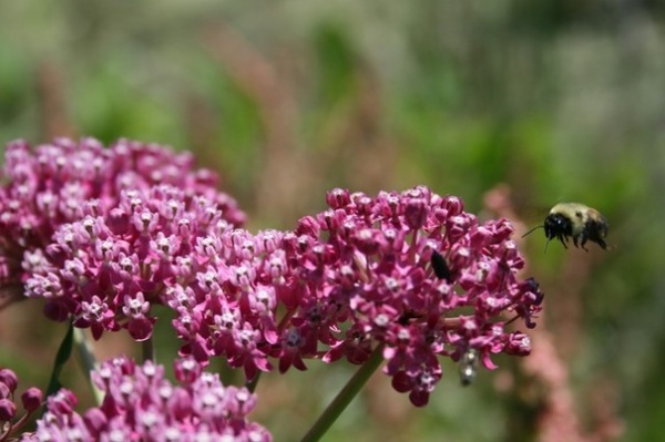 Traditional Landscape by Benjamin Vogt / Monarch Gardens