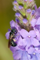 Small Carpenter Bees Are Looking for a Home in Your Plant Stems