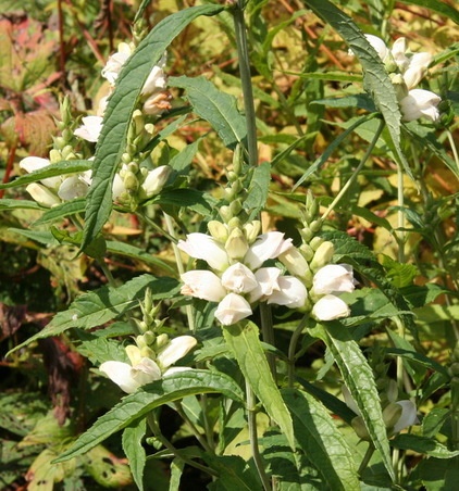 Landscape Chelone glabra