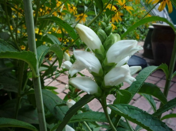 Landscape Chelone glabra