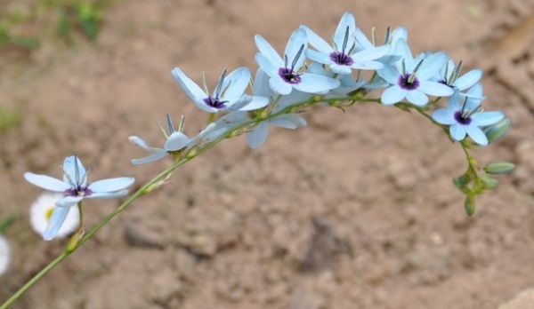 Landscape Ixia viridiflora