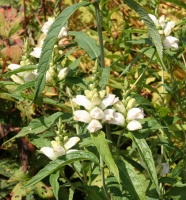 Great Design Plant: Chelone Glabra