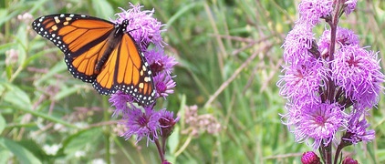 by Benjamin Vogt / Monarch Gardens