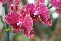 Orchids 101: How to Keep Your Moth Orchids Alive and Blooming