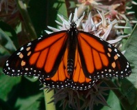 Great Design Plant: California Milkweeds