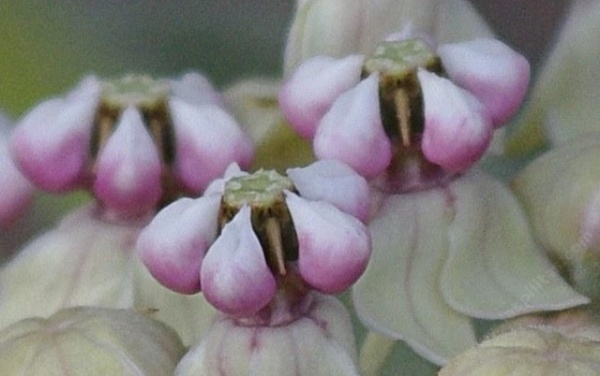 Landscape by Las Pilitas Nursery