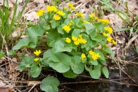 Great Design Plant: Caltha Palustris Is a Welcome Sign of Spring