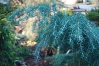 Great Design Plant:  Cedrus Deodara ‘Feelin’ Blue’