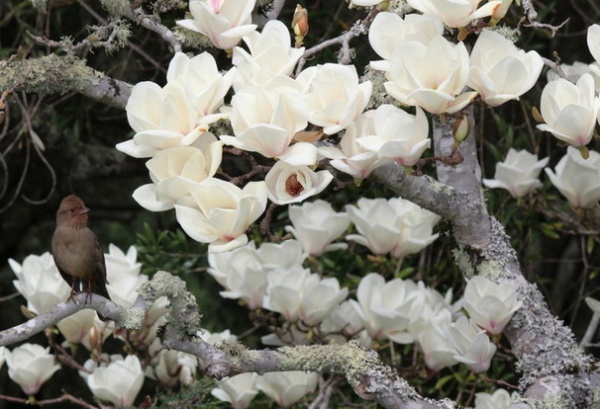 Beautiful and practical spring-flowering trees