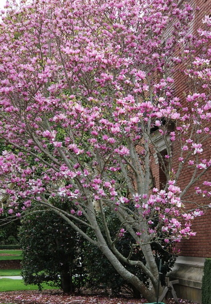 Beautiful and practical spring-flowering trees