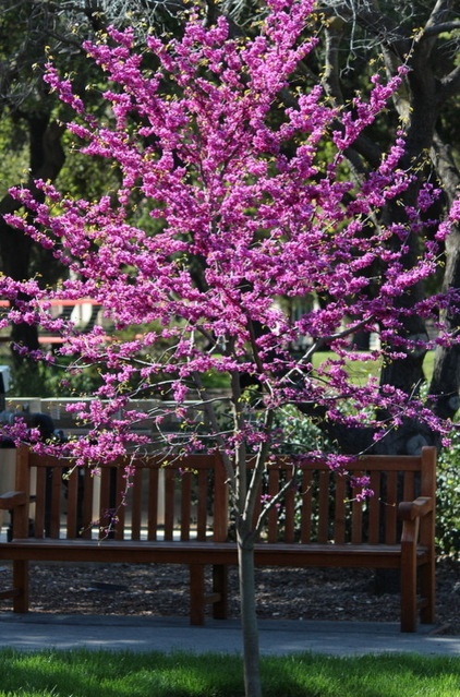 Practical spring-flowering trees