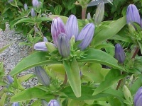 Great Design Plant: Gentiana Andrewsii