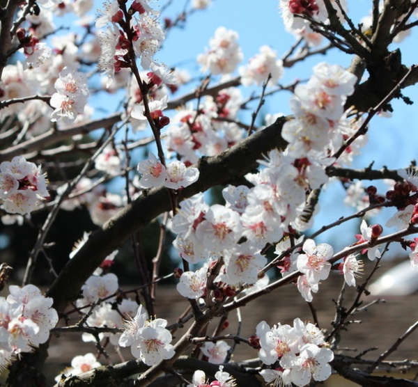 Beautiful and practical spring-flowering trees