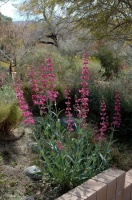 Great Design Plant: Penstemon Parryi