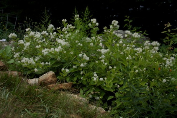 Landscape by Ellen Sousa/Turkey Hill Brook Farm