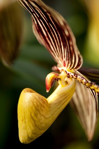 by The New York Botanical Garden