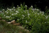 Great Design Plant: Ceanothus Americanus