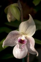 Orchids 101: Slipper Orchid Success