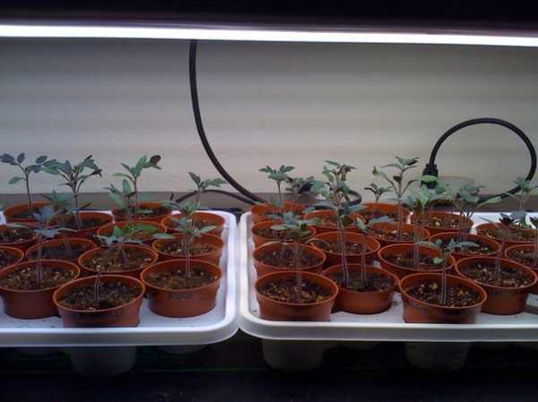 Baby tomatoes in seed-starting trays