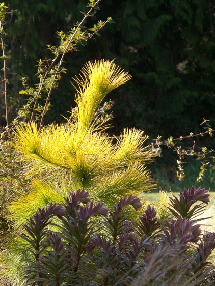 Traditional Landscape by Le jardinet