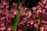 Orchids 101: Cymbidiums Add Beauty Indoors and Out