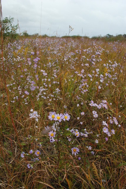 Landscape False Asters on the Prairie