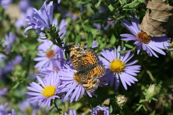 Landscape by Benjamin Vogt / Monarch Gardens