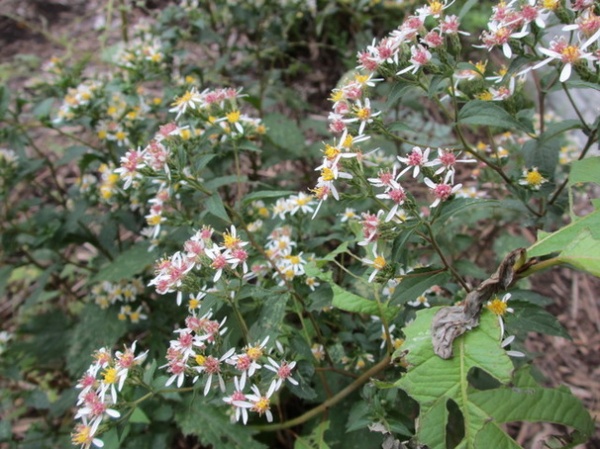 Landscape by Benjamin Vogt / Monarch Gardens