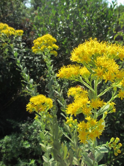 Traditional Landscape by Benjamin Vogt / Monarch Gardens