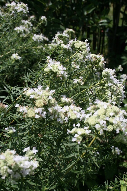 Traditional Landscape by Benjamin Vogt / Monarch Gardens