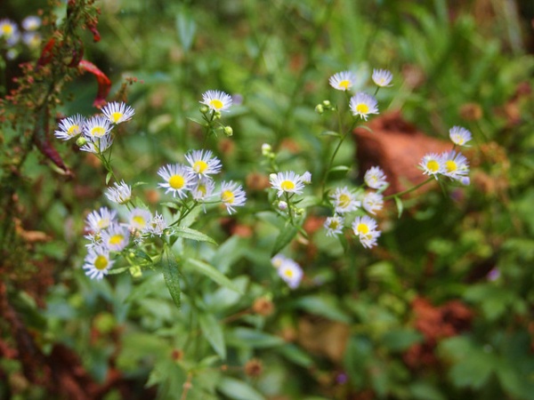 Landscape Pacific Aster