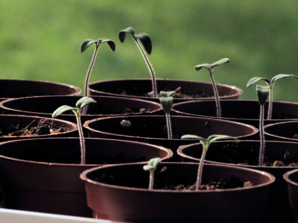 Tomato seedlings