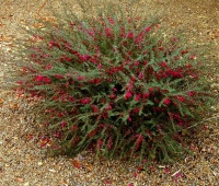 Great Design Plant: Valentine Bush for Heartfelt Winter Color